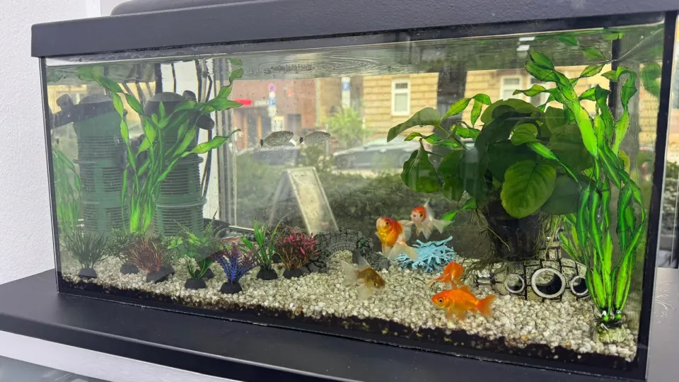 Aquarium mit Goldfischen im Wartebereich